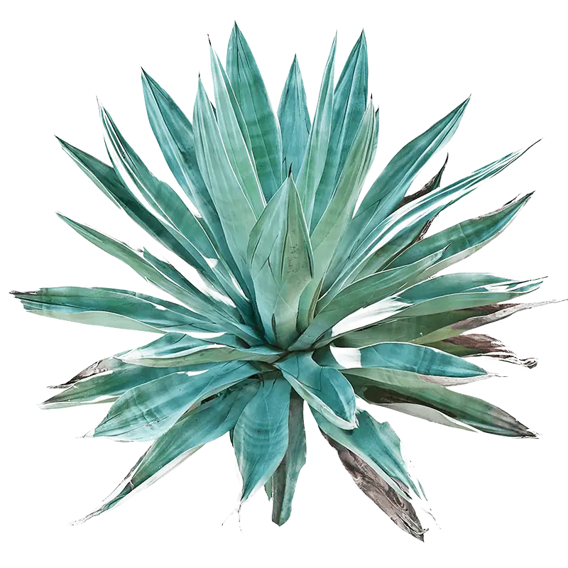 Blue agave plant