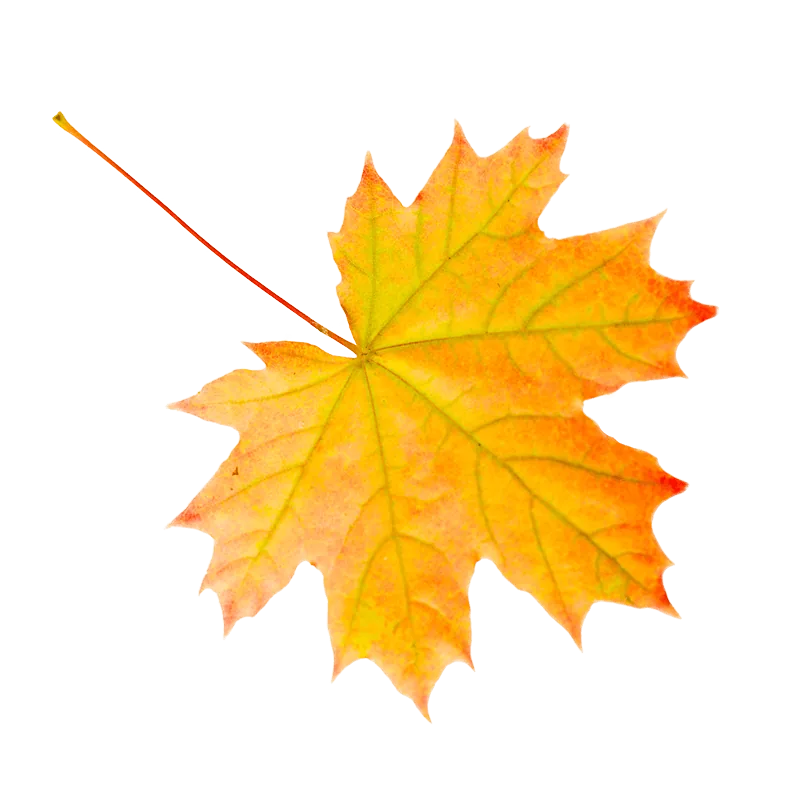 Autumn maple leaf