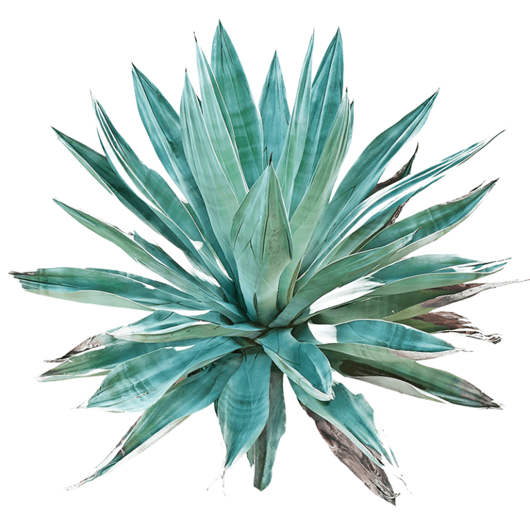 https://cocktailcrate.com/wp-content/uploads/2020/10/Agave-4-768x768.png
