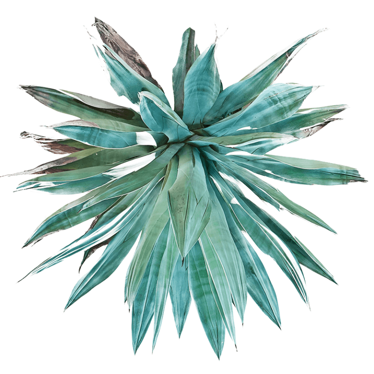 Agave